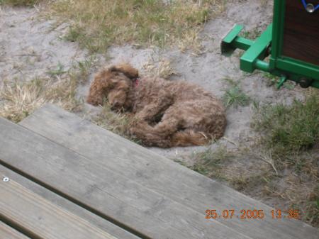 Mon chien